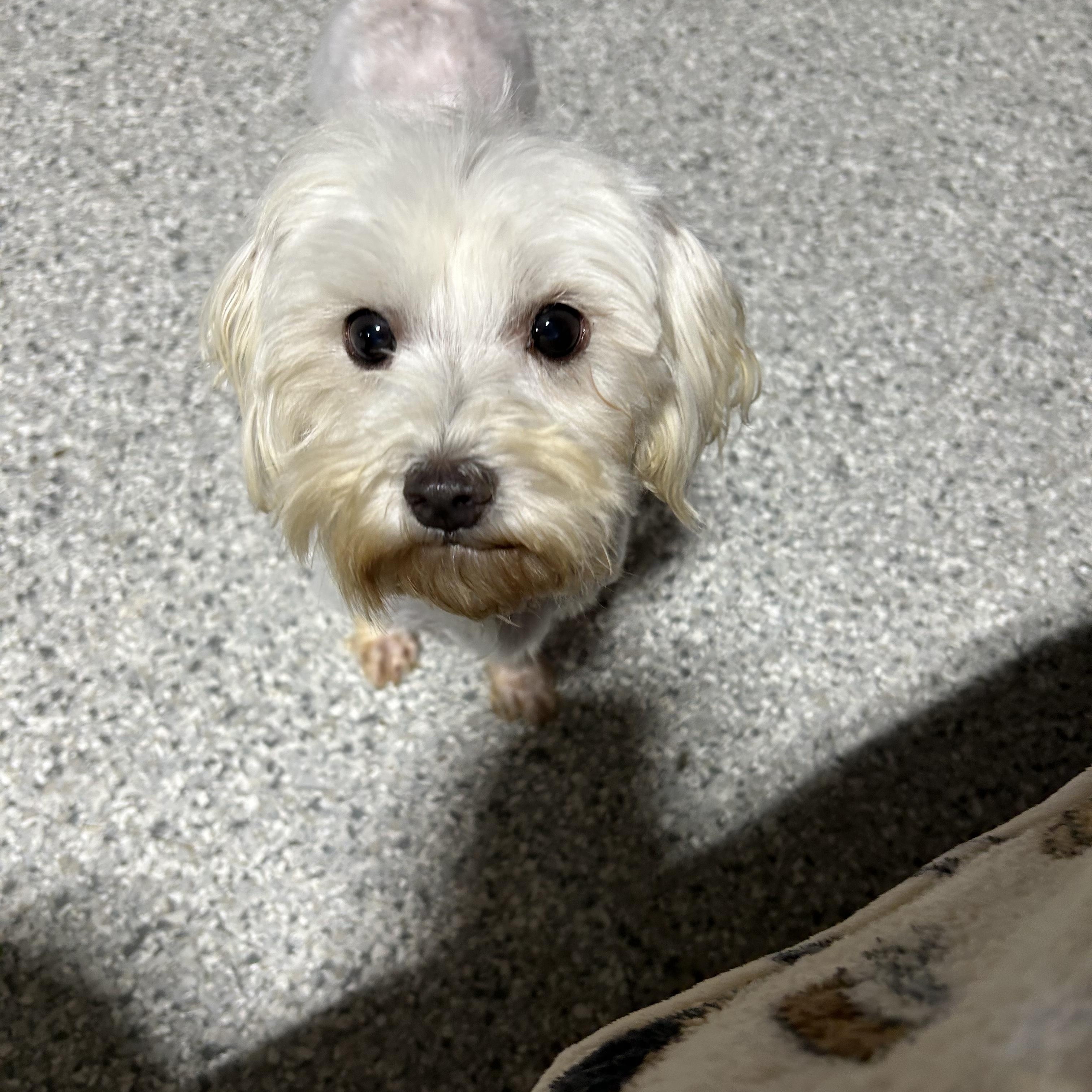 Sophie.  Absolute doll! Petite 8 lbs