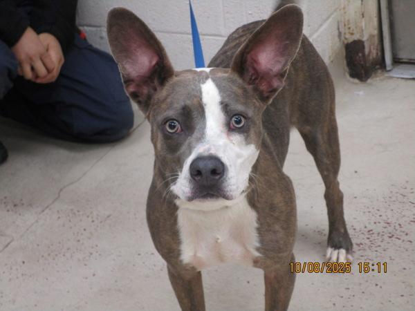 Enlarge Charlie/gilbert (19), a Adoptable mixed breed in Marietta, GA image 1/2