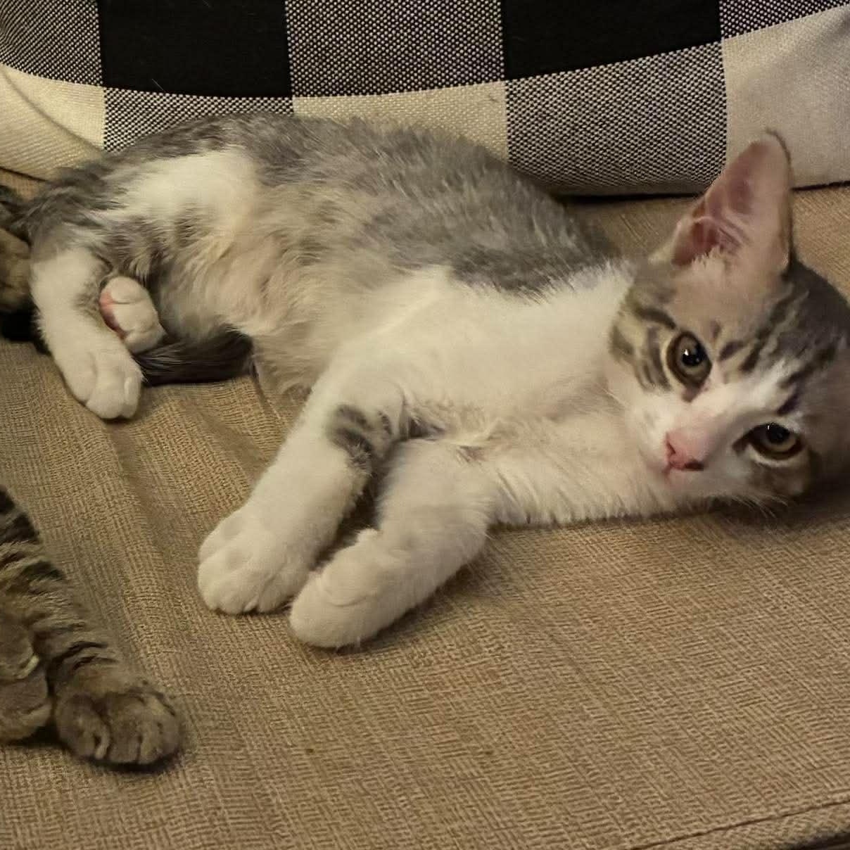 Oskar, a ADOPTABLE Domestic Short Hair in Bloomsdale, MO image 2/4