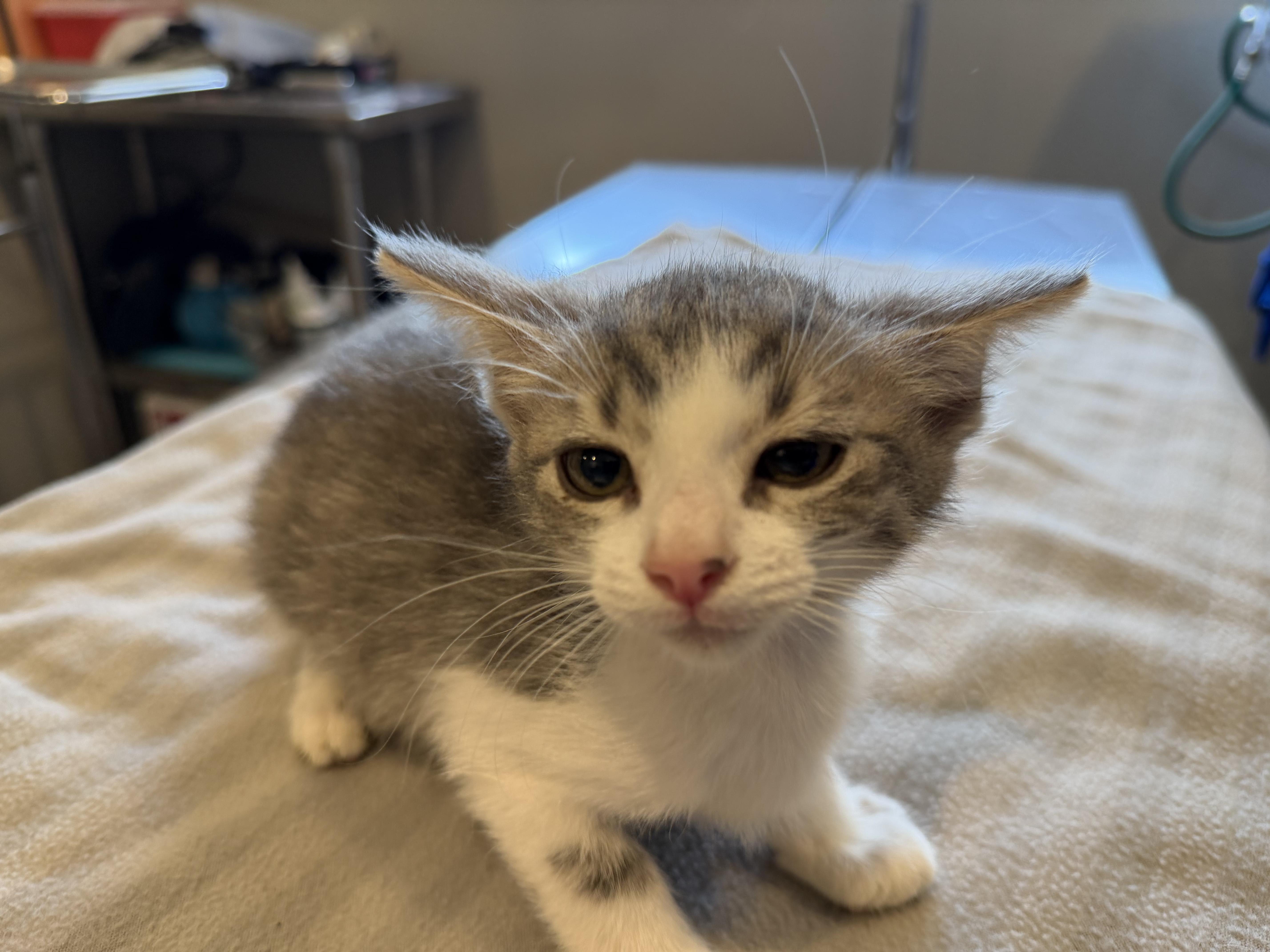 Oskar, a ADOPTABLE Domestic Short Hair in Bloomsdale, MO image 3/4