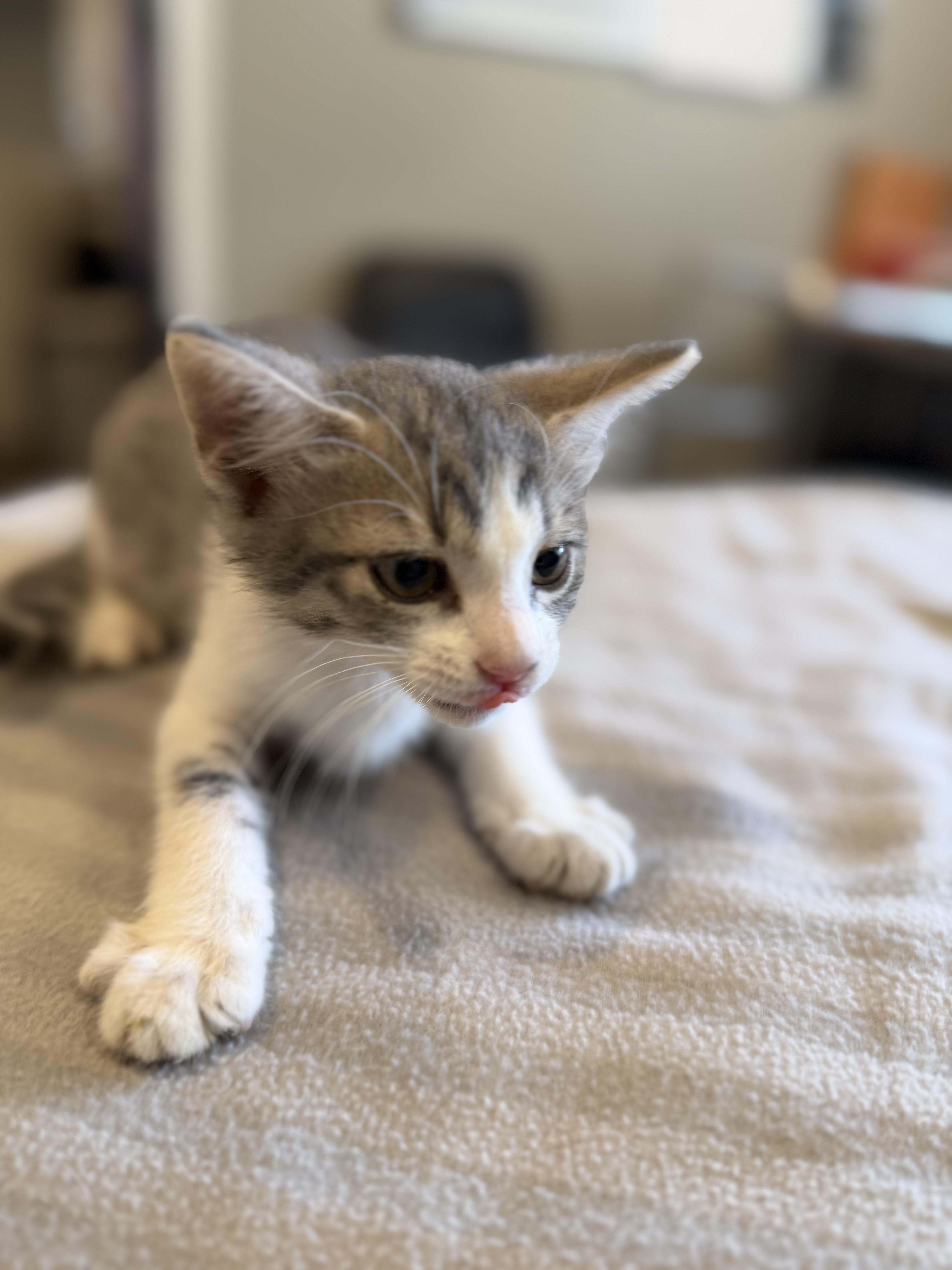 Oskar, a ADOPTABLE Domestic Short Hair in Bloomsdale, MO image 4/4