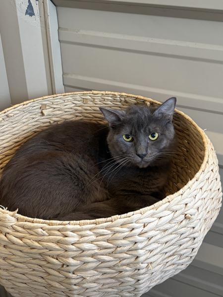Enlarge Smoke, a Adoptable mixed breed in Monterey, CA image 1/1