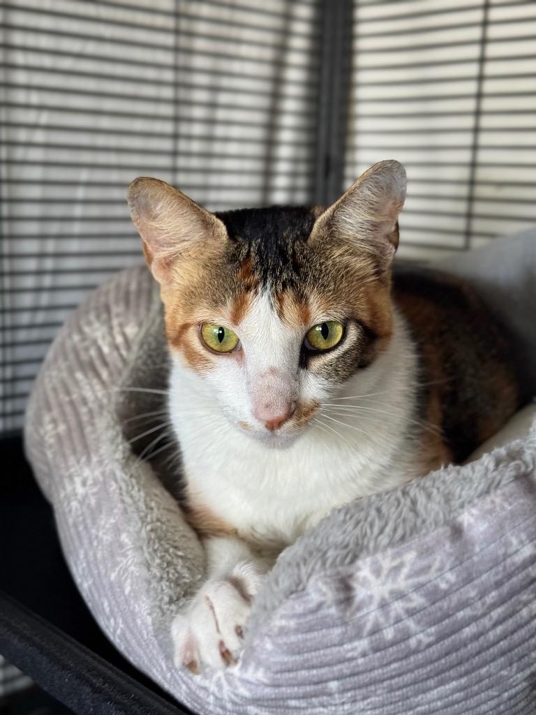 Marigold, a Adoptable Calico in Canyon Lake, TX image 1/4