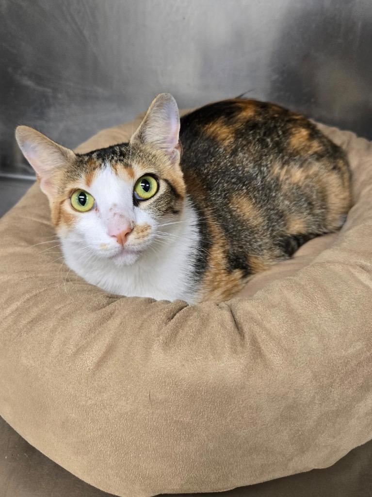 Marigold, a Adoptable Calico in Canyon Lake, TX image 2/4