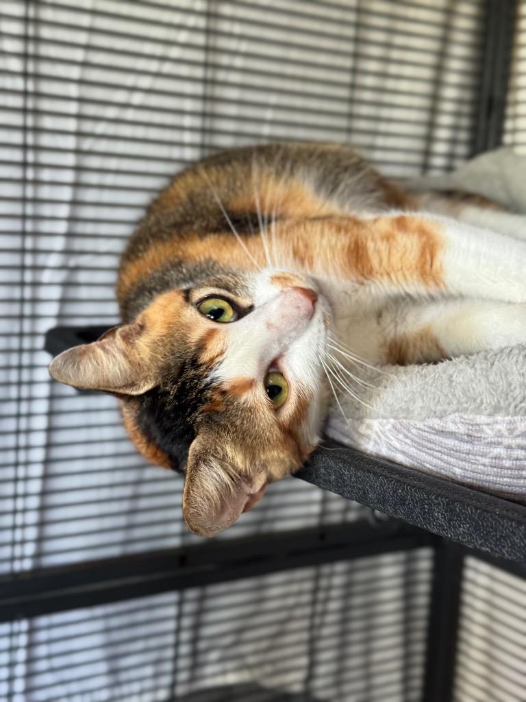 Marigold, Adoptable, Adult Female Calico.