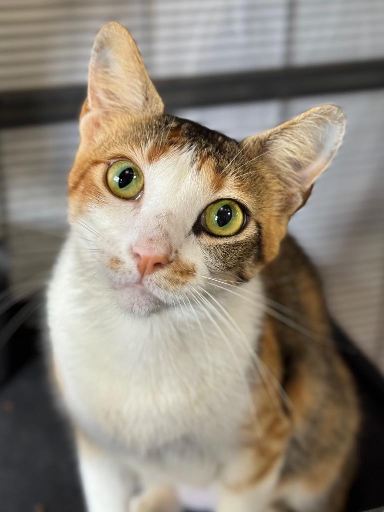 Marigold, a Adoptable Calico in Canyon Lake, TX image 3/4