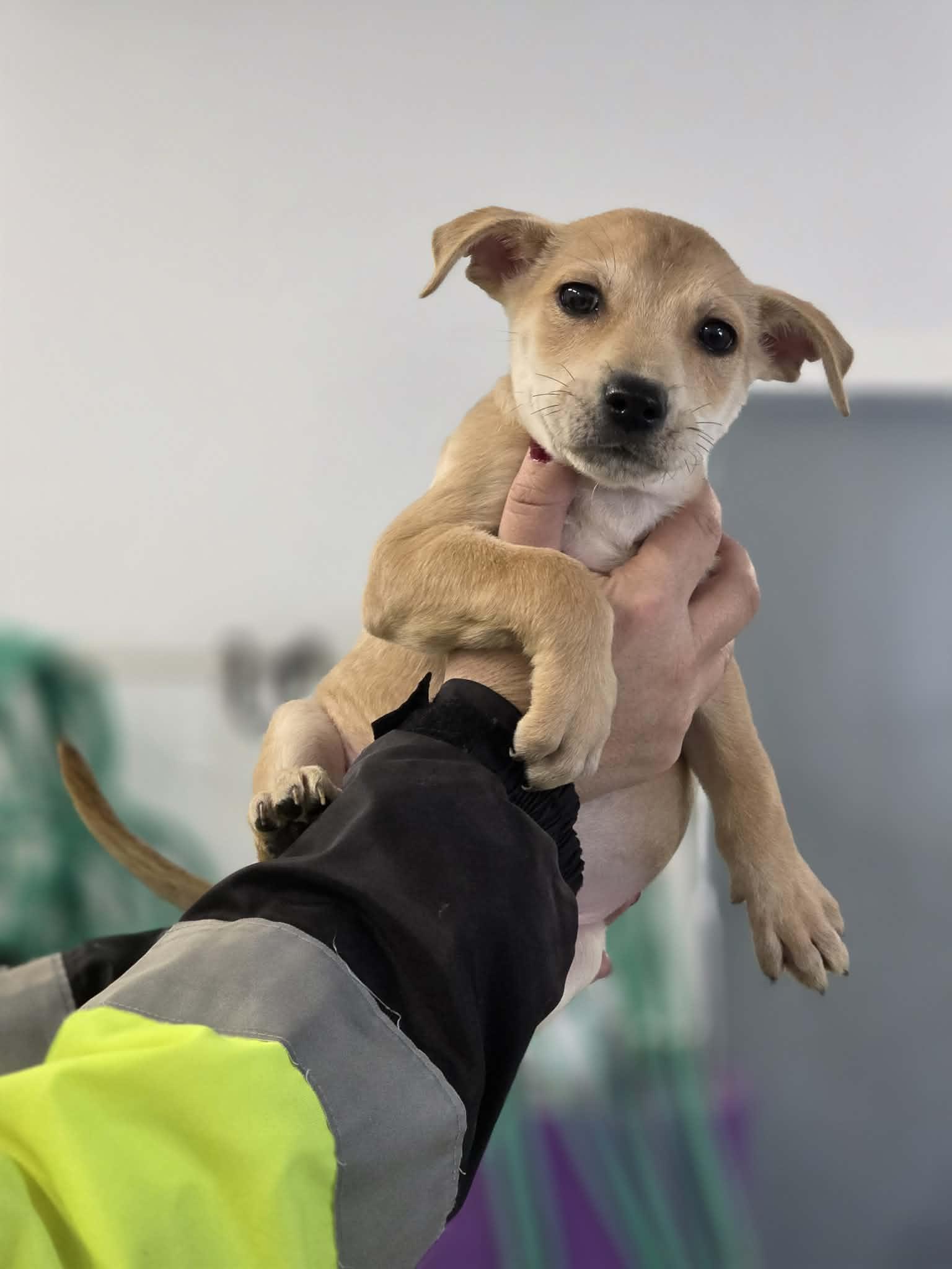 Enlarge Carly, a Adoptable mixed breed in Shelby, MI image 1/1