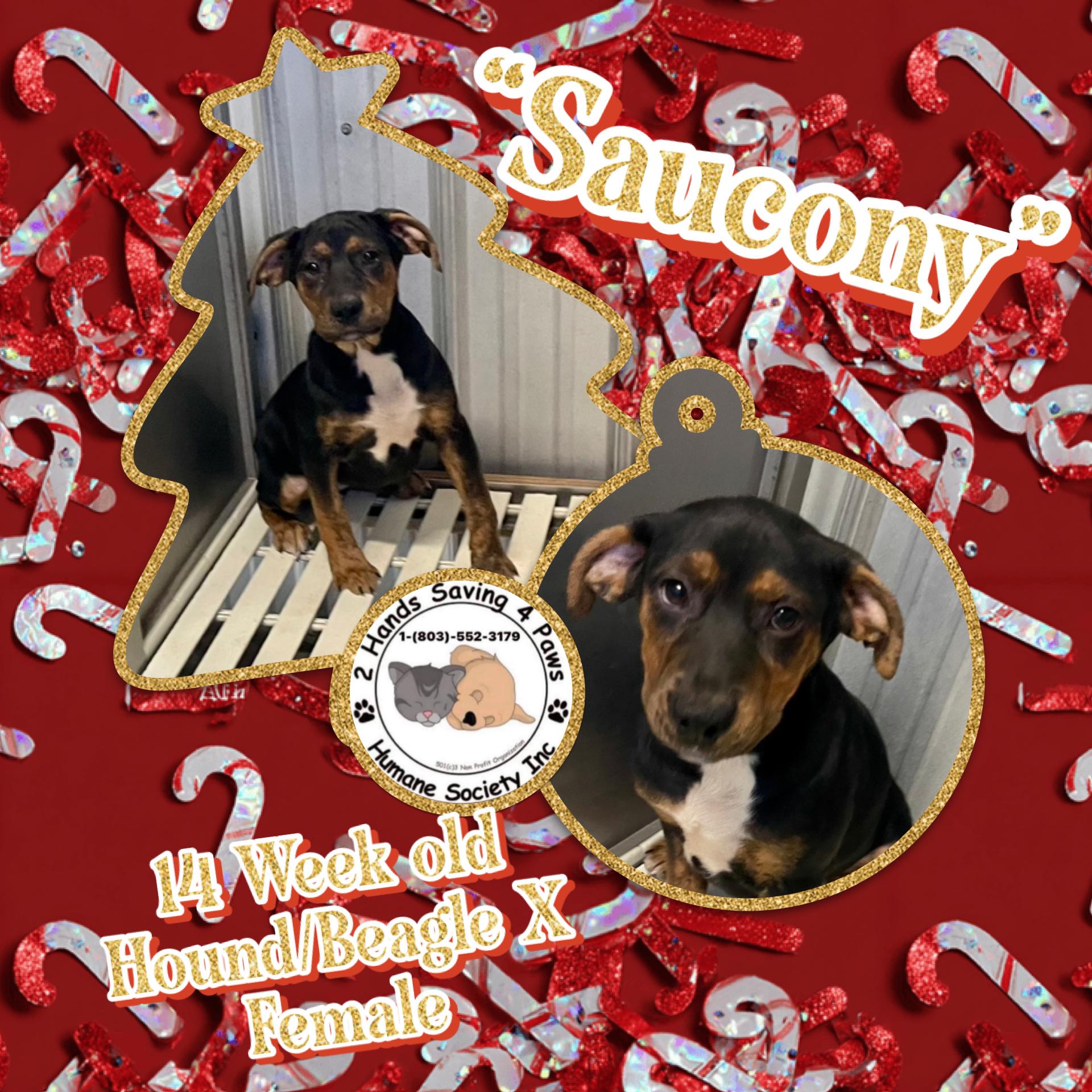 Enlarge Saucony, a Adoptable mixed breed in Totowa, NJ image 1/2