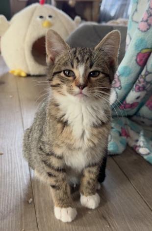 Taz, Adoptable, Young Male Domestic Short Hair.