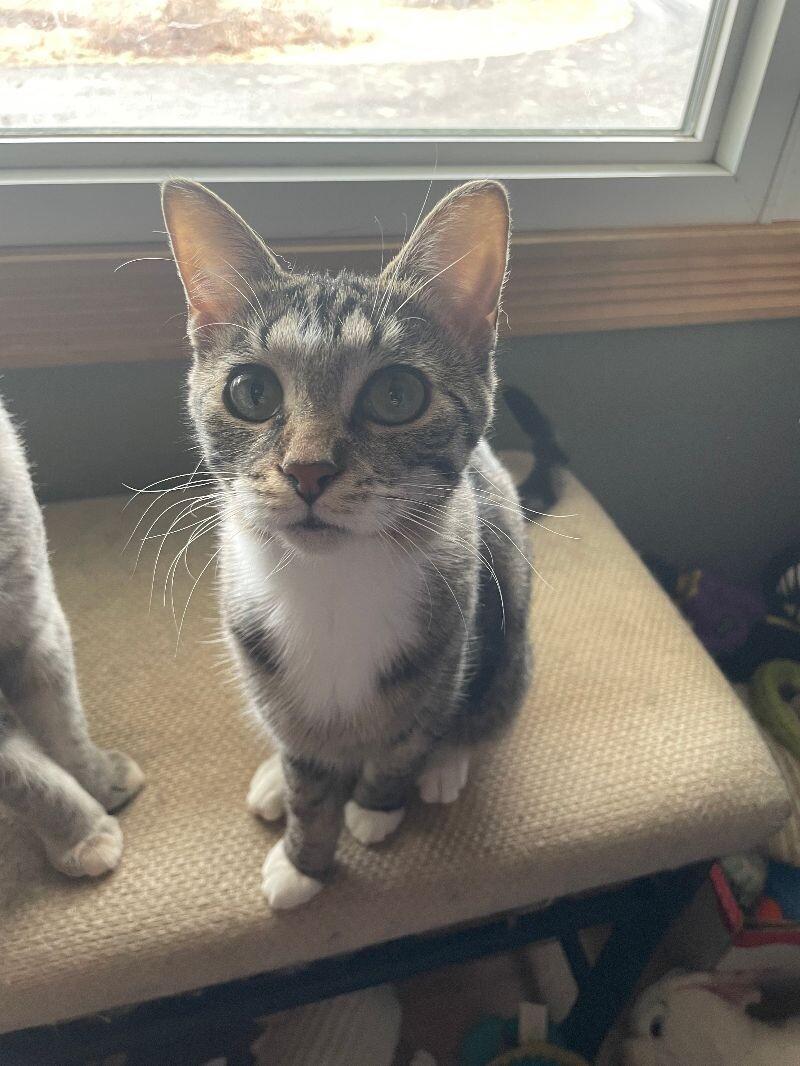 Enlarge Little, a Adoptable Domestic Short Hair in Adrian, MI image 1/1