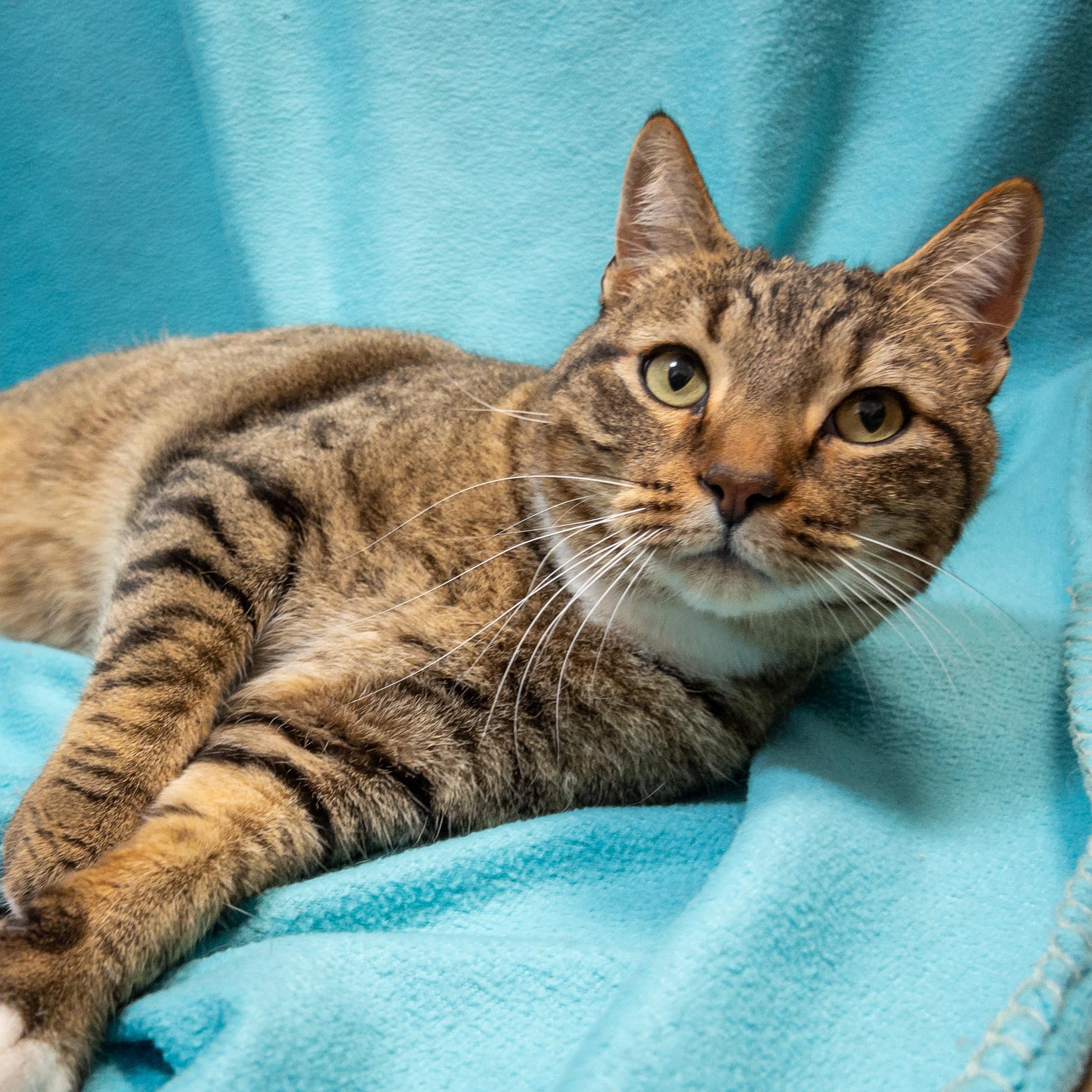 Biscuit, Adult Male Domestic Short Hair