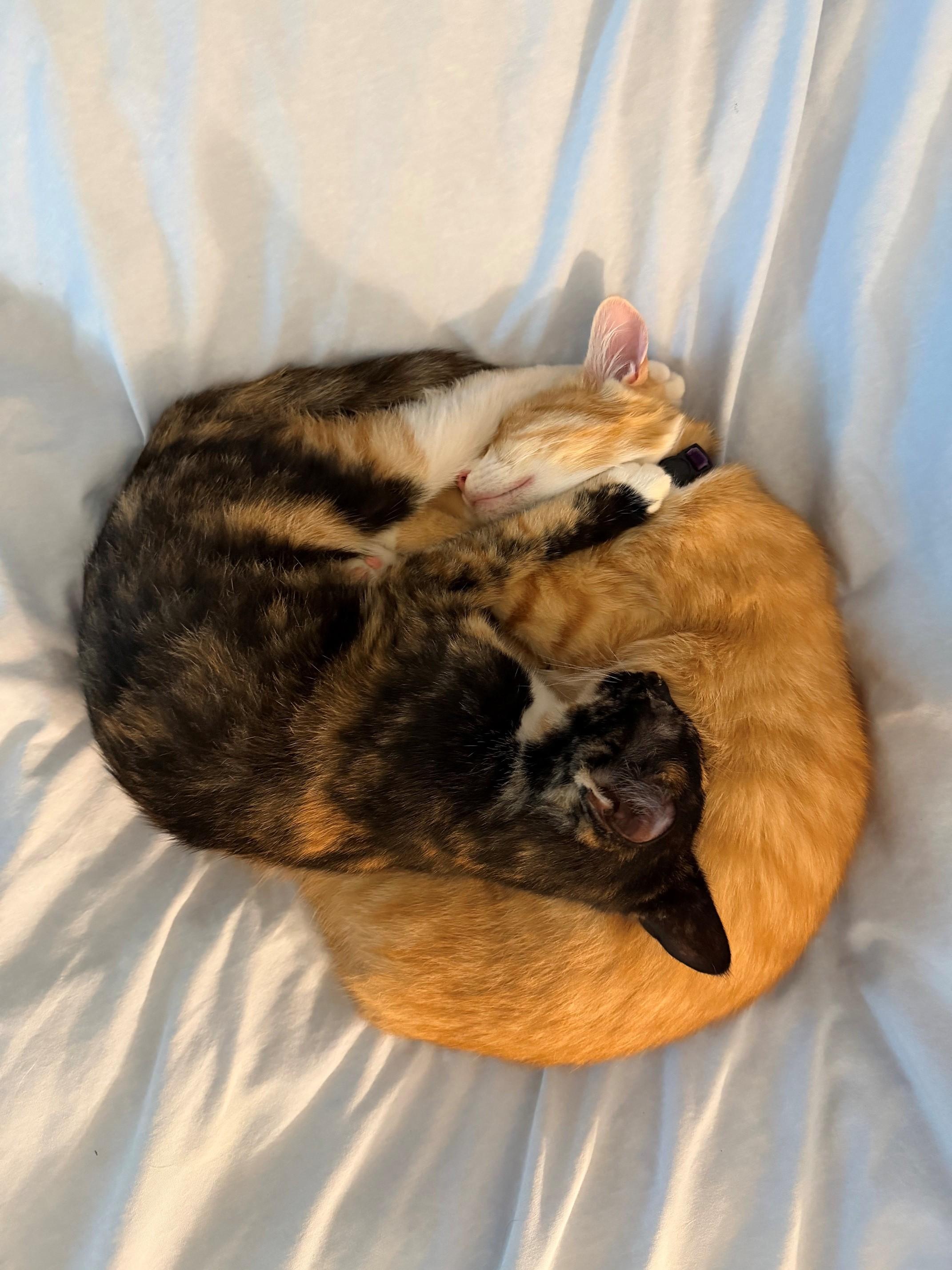 Enlarge Finn, a Adoptable Tabby in Charlotte, NC image 5/5