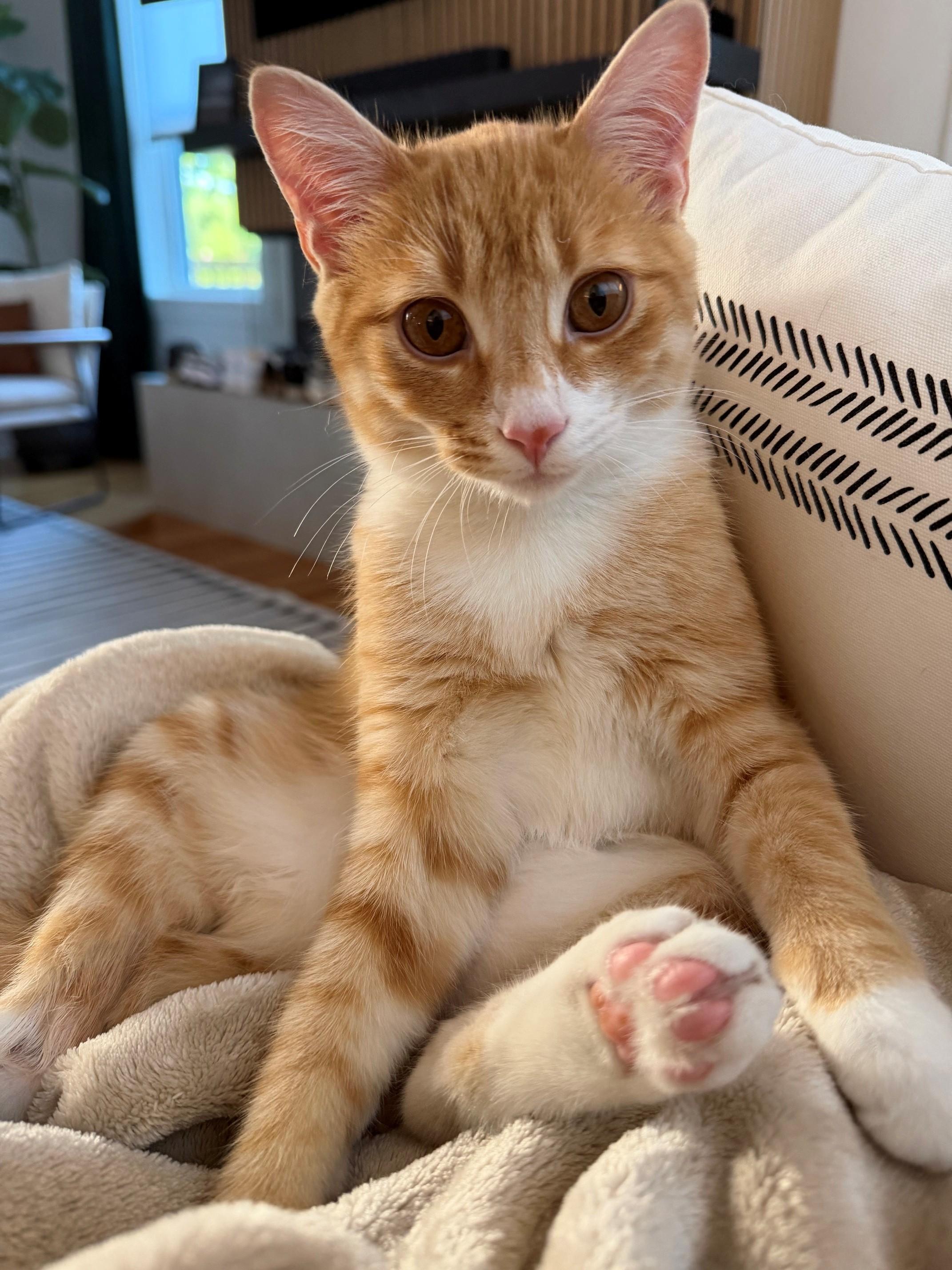 Finn, Adoptable, Young Male Tabby.