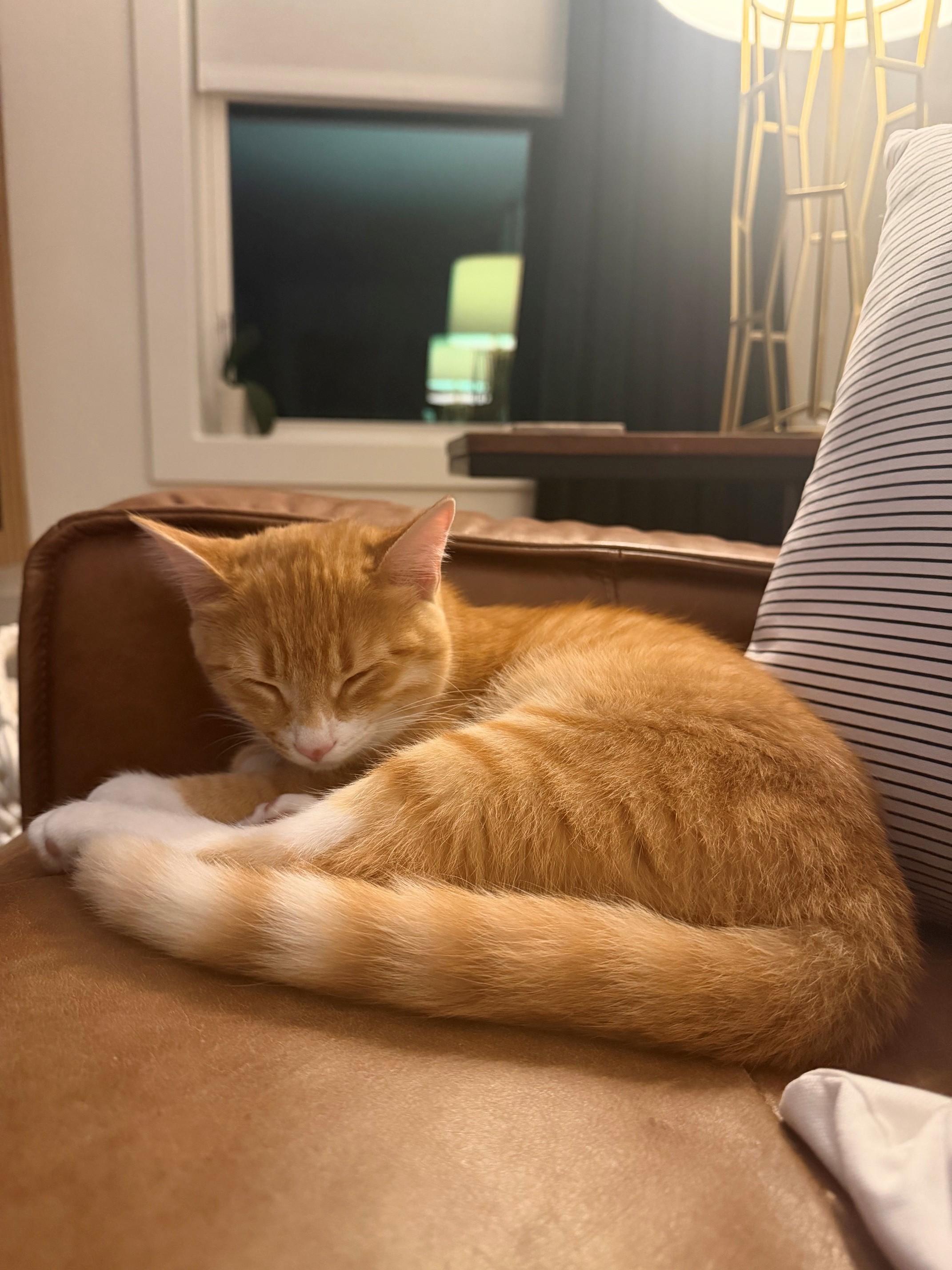 Enlarge Finn, a Adoptable Tabby in Charlotte, NC image 2/5