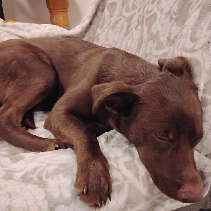 Sweet Brownie (20260211-03)