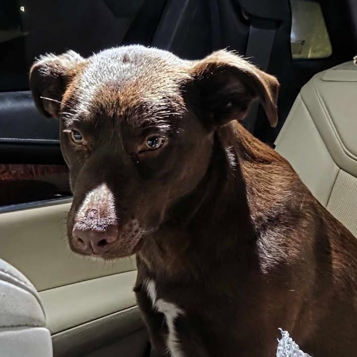 Sweet Brownie (20260211-03) — thumbnail 3