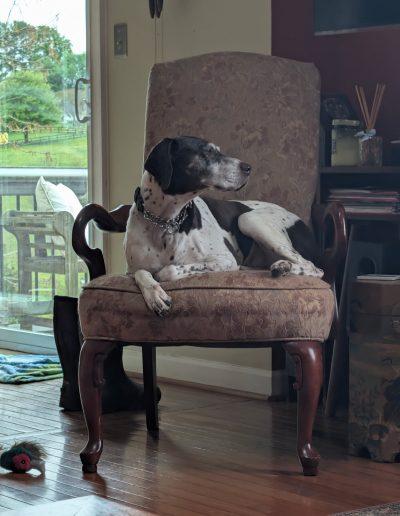 Rachel, a ADOPTABLE German Shorthaired Pointer in Laytonsville, MD image 2/3