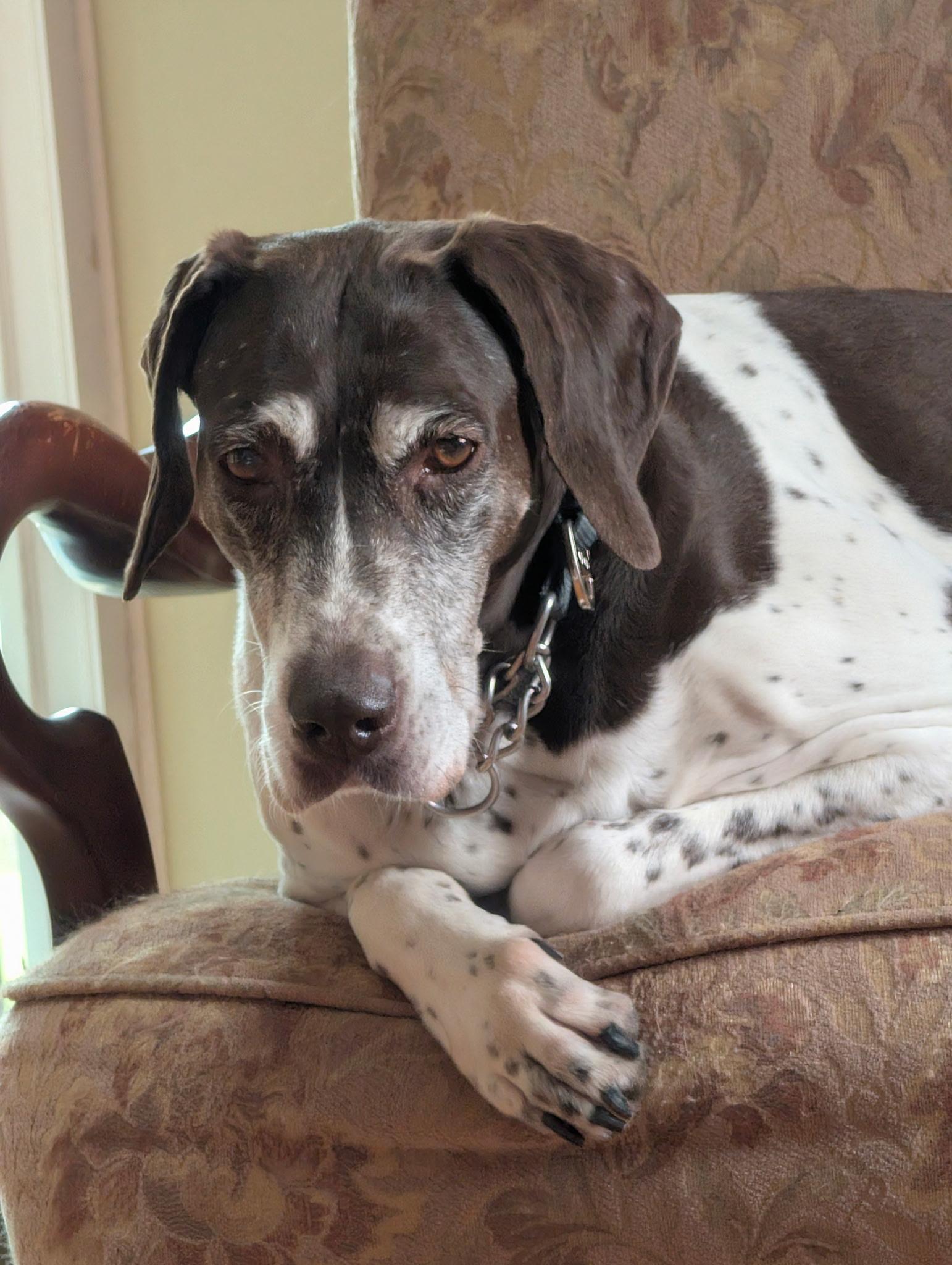 Rachel, ADOPTABLE, Adult Female German Shorthaired Pointer.