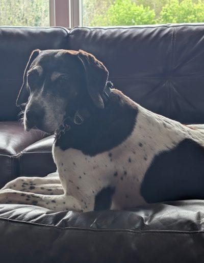 Rachel, a ADOPTABLE German Shorthaired Pointer in Laytonsville, MD image 3/3