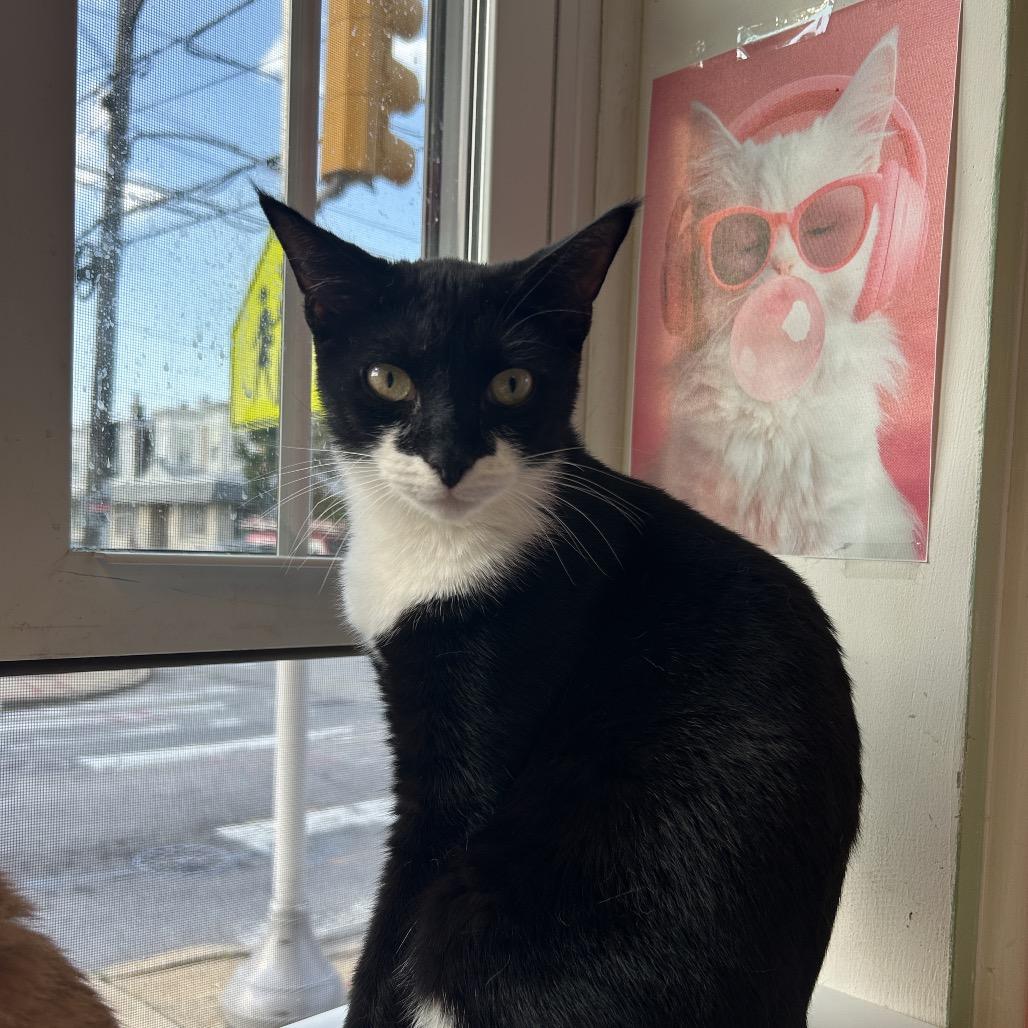 Enlarge Winston, a Adoptable Domestic Short Hair in Philadelphia, PA image 1/6