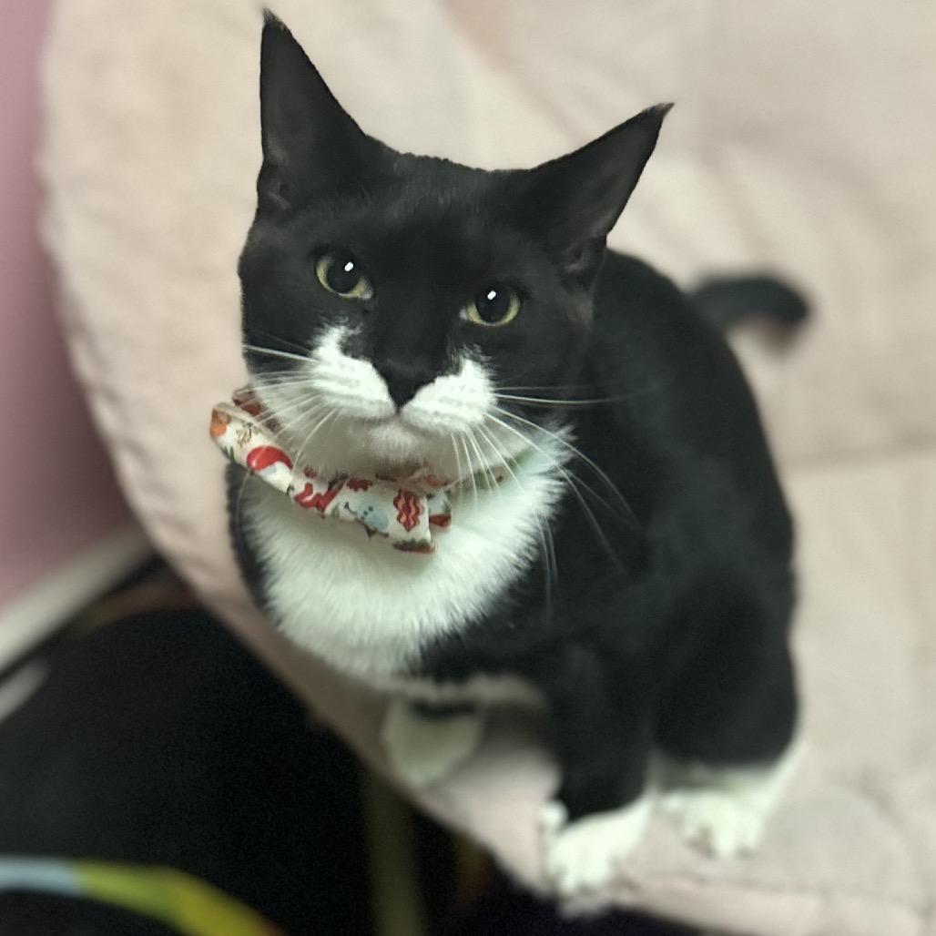 Winston, a Adoptable Domestic Short Hair in Philadelphia, PA image 2/6