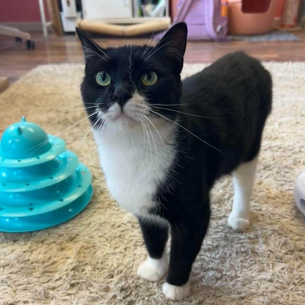 Enlarge Winston, a Adoptable Domestic Short Hair in Philadelphia, PA image 2/6