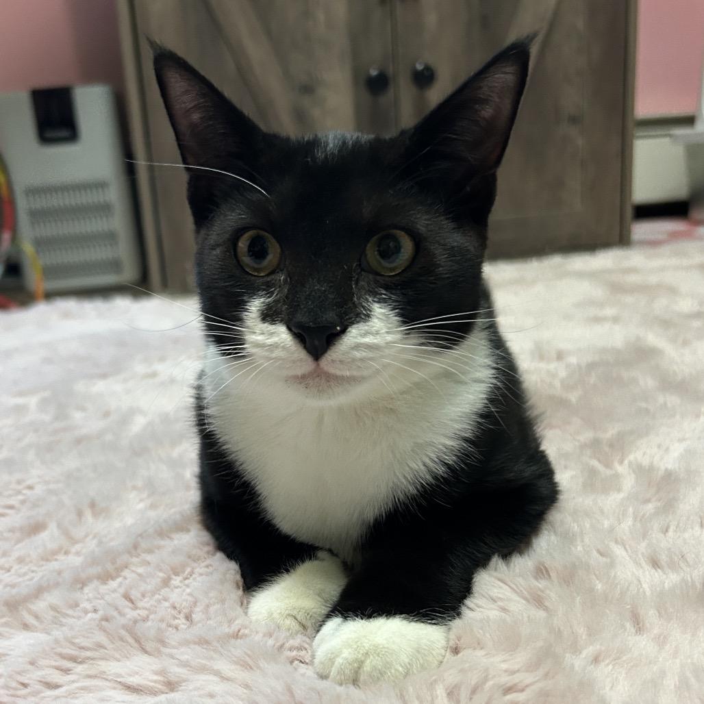 Winston, Adoptable, Young Male Domestic Short Hair.