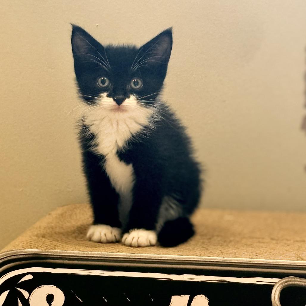 Winston, a Adoptable Domestic Short Hair in Philadelphia, PA image 4/6