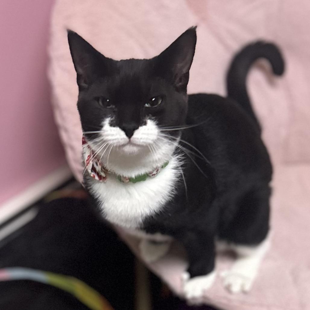 Winston, a Adoptable Domestic Short Hair in Philadelphia, PA image 6/6