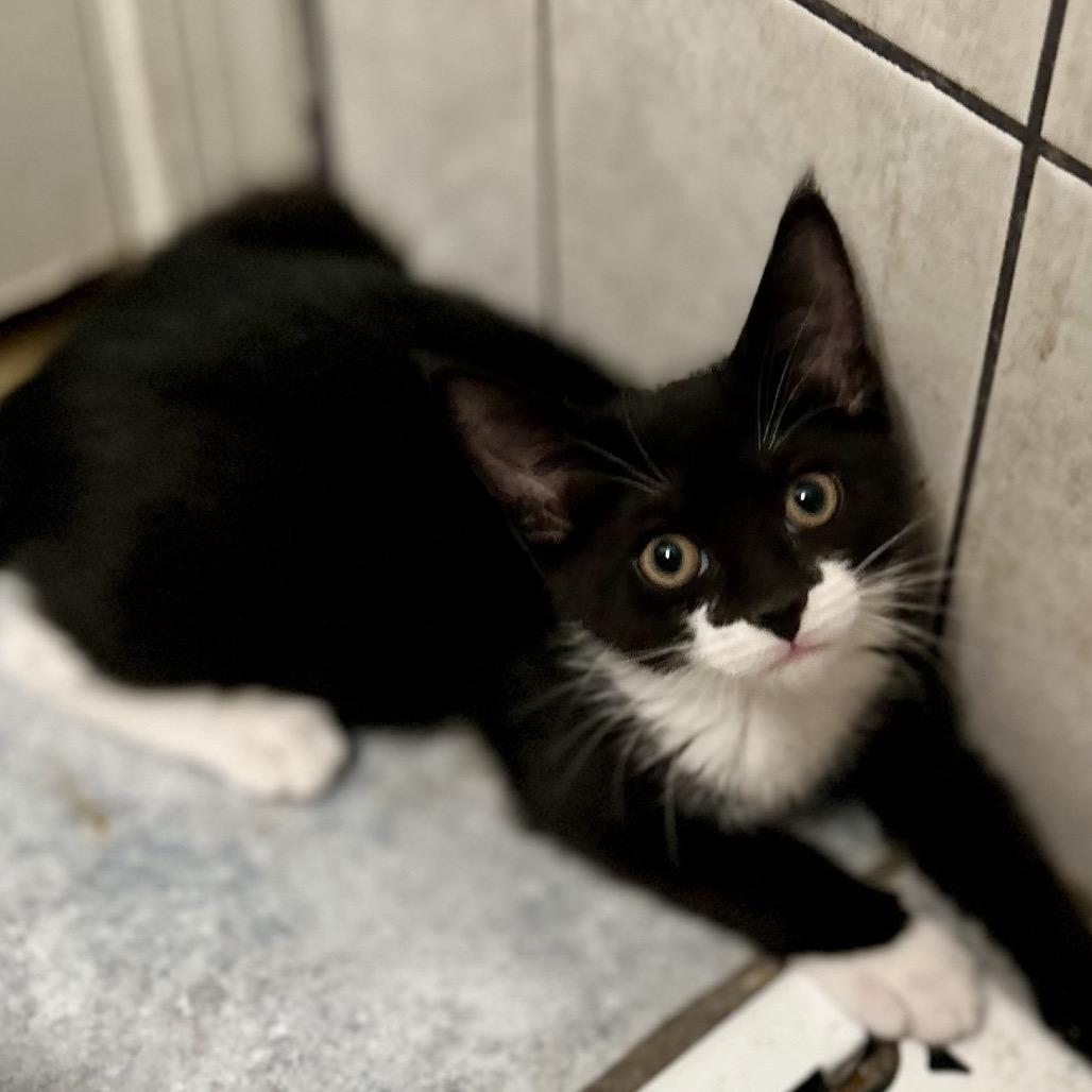Enlarge Winston, a Adoptable Domestic Short Hair in Philadelphia, PA image 4/6