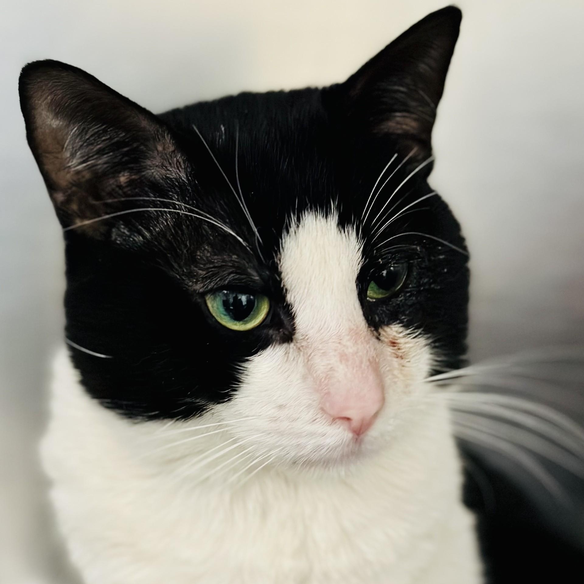 Luke , a ADOPTABLE Domestic Short Hair in Jackson, NJ image 2/2