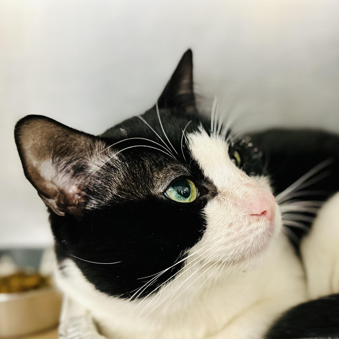 Luke , ADOPTABLE, Adult Male Domestic Short Hair.