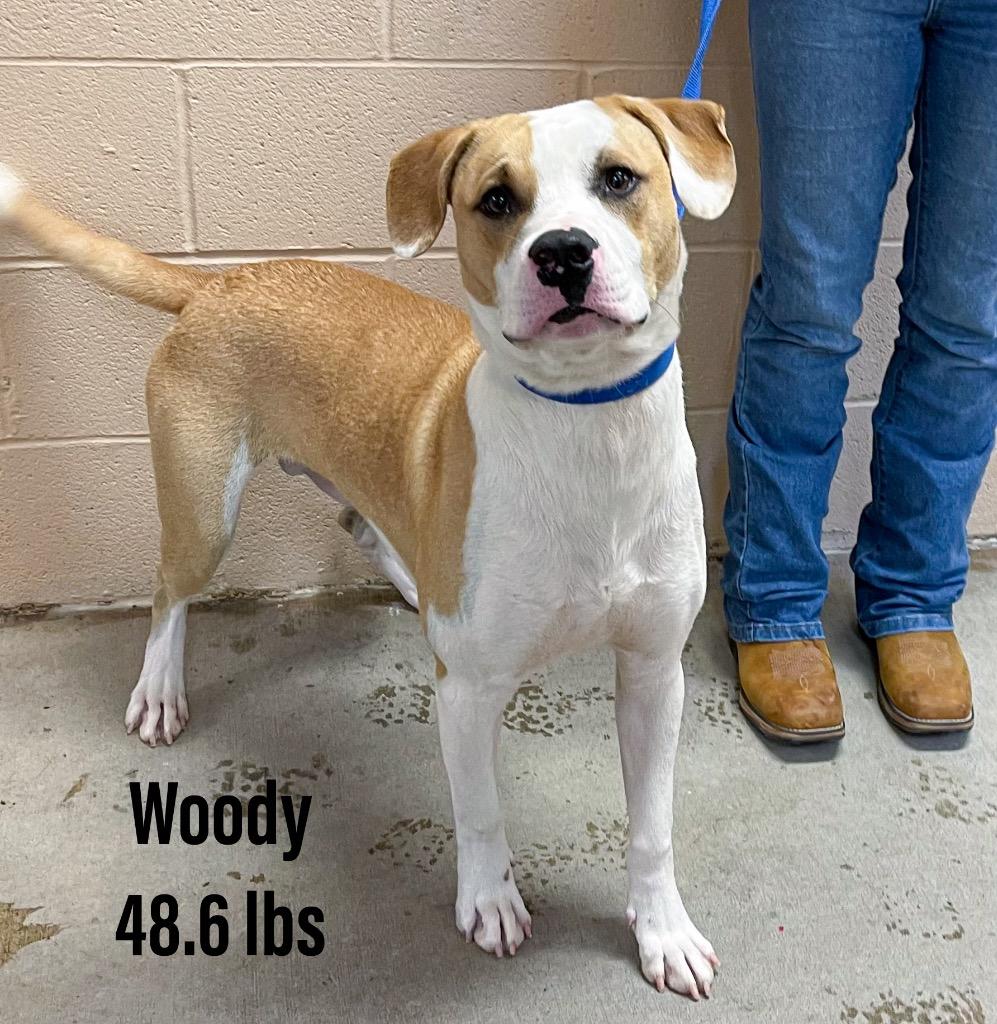 Enlarge Woody, a Adoptable mixed breed in Clearfield, KY image 1/1