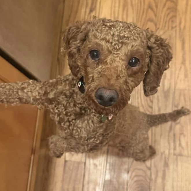 Nick, adoptable, Adult Male Miniature Poodle.