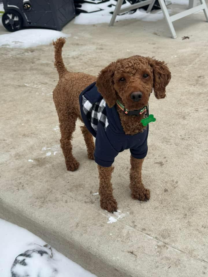 Enlarge Nick, an adoptable mixed breed in Itasca, IL image 2/6