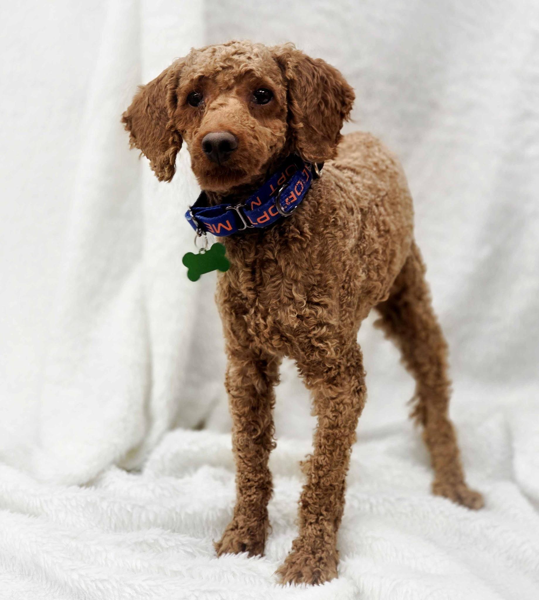 Enlarge Nick, an adoptable mixed breed in Itasca, IL image 4/6