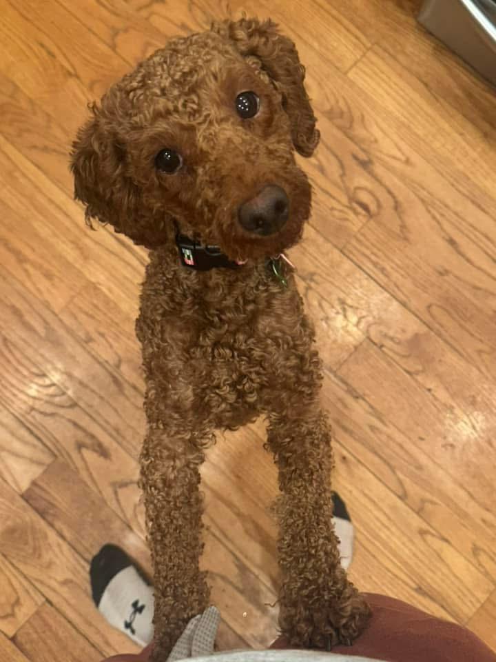 Enlarge Nick, an adoptable mixed breed in Itasca, IL image 6/6