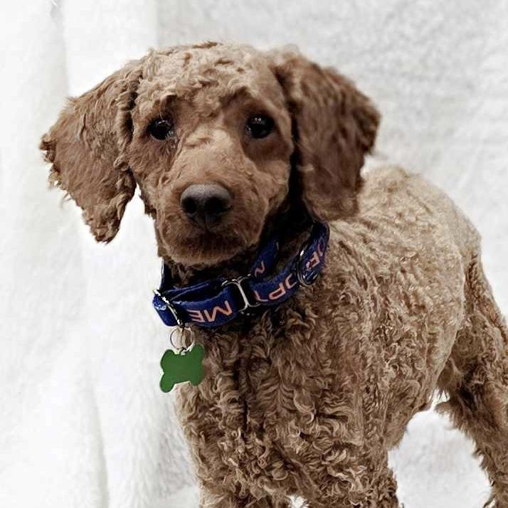 Enlarge Nick, an adoptable mixed breed in Itasca, IL image 3/6