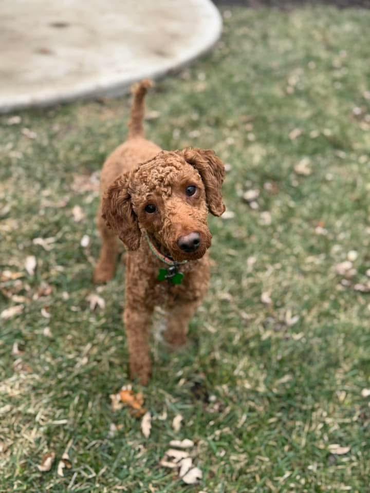 Enlarge Nick, an adoptable mixed breed in Itasca, IL image 5/6