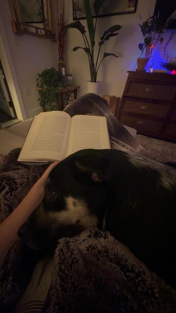 Enlarge Mom, a Adoptable mixed breed in Denver, CO image 1/5