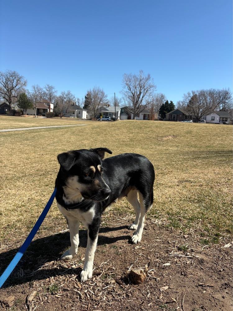 Enlarge Mom, a Adoptable mixed breed in Denver, CO image 2/5