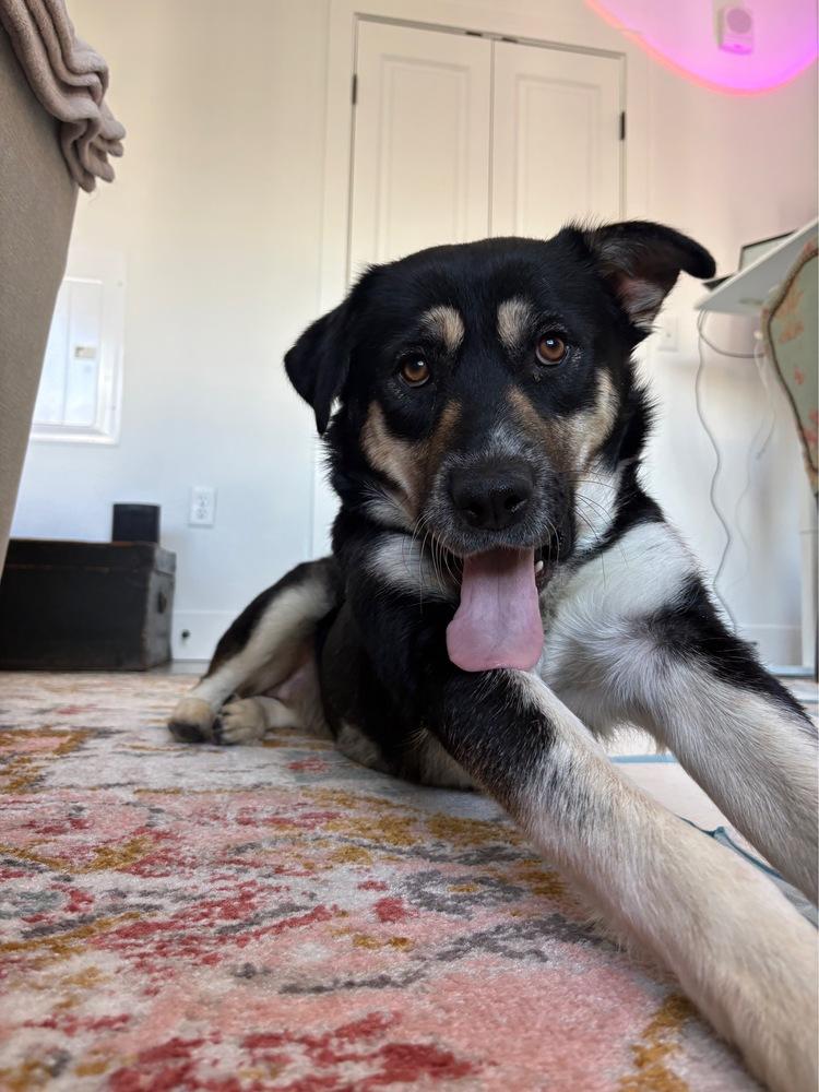 Enlarge Mom, a Adoptable mixed breed in Denver, CO image 3/5