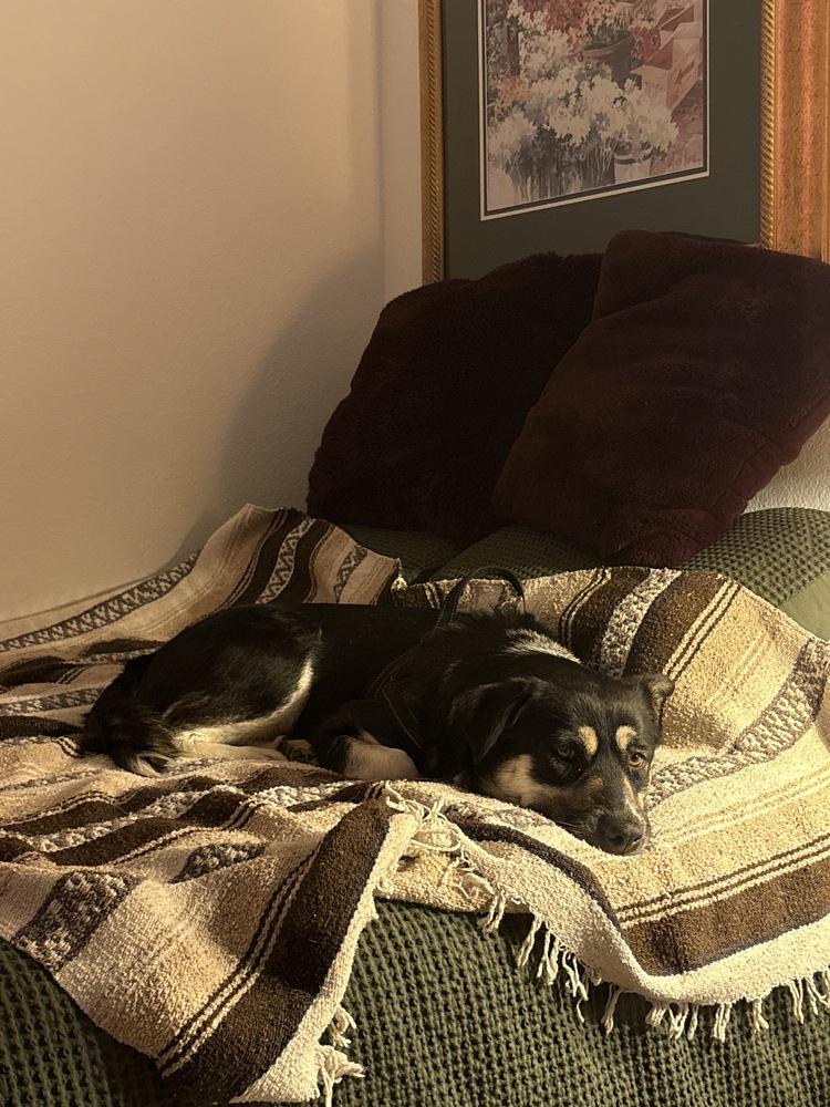 Enlarge Mom, a Adoptable mixed breed in Denver, CO image 4/5