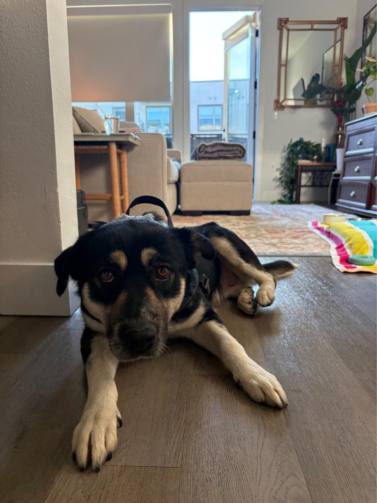 Enlarge Mom, a Adoptable mixed breed in Denver, CO image 5/5