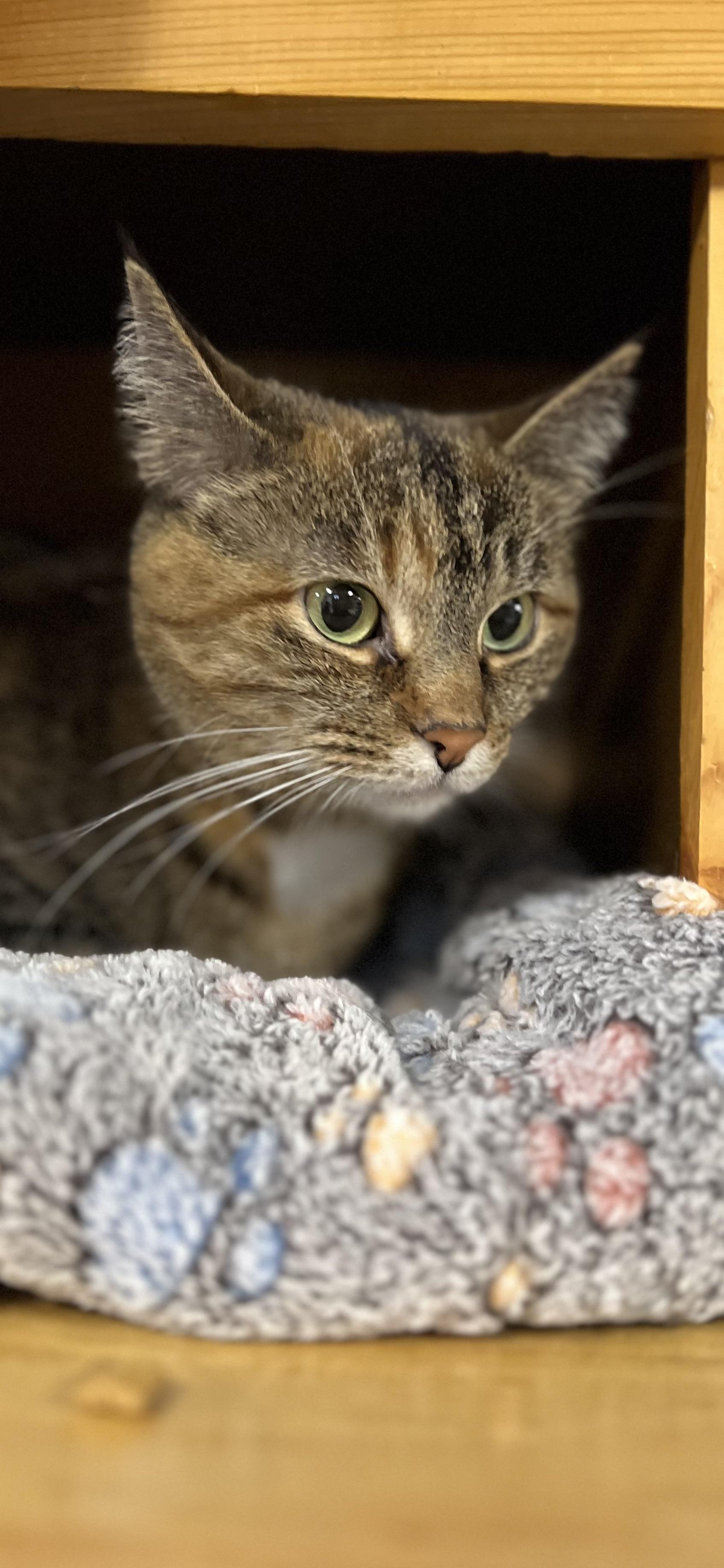Yuna, ADOPTABLE, Adult Female Domestic Short Hair.