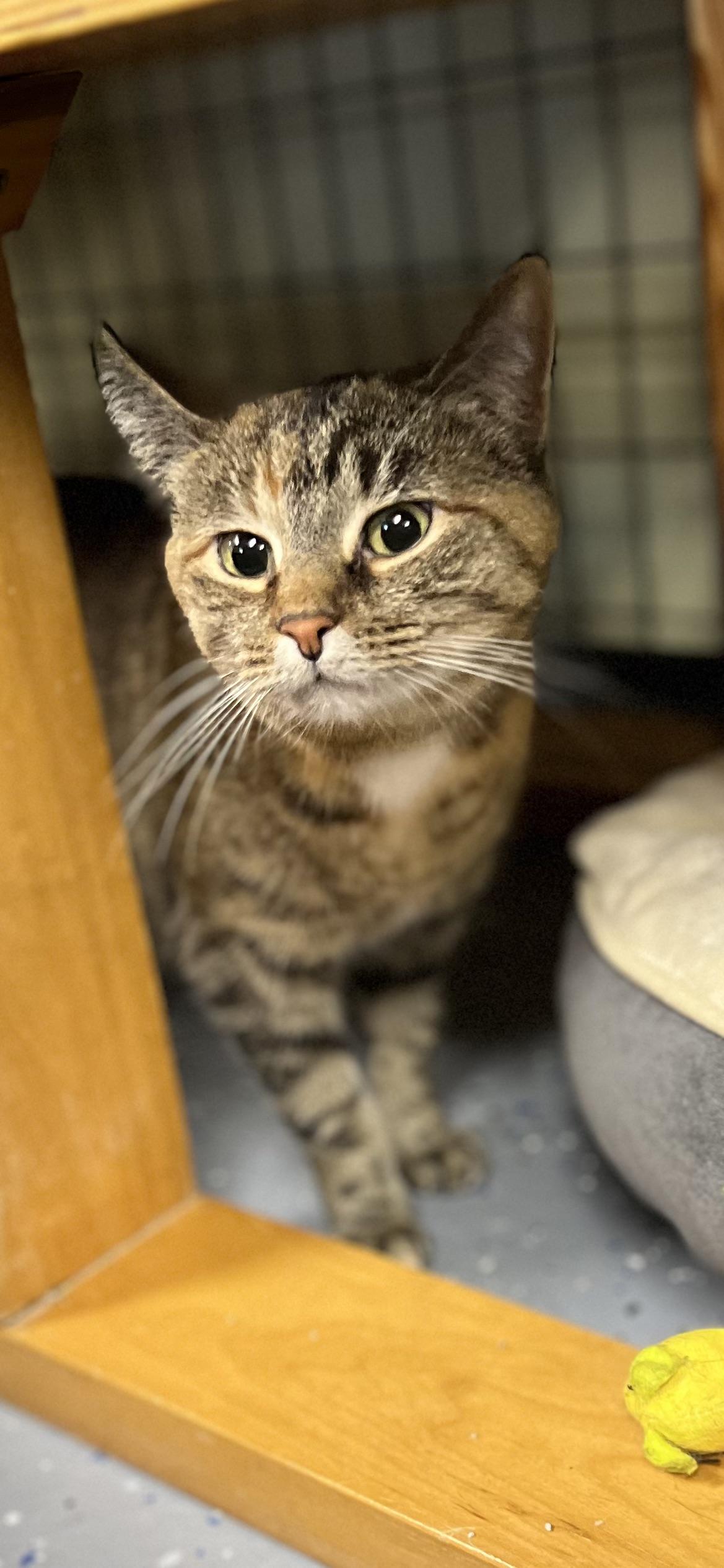Enlarge Yuna, a ADOPTABLE Domestic Short Hair in Holland, MI image 2/3