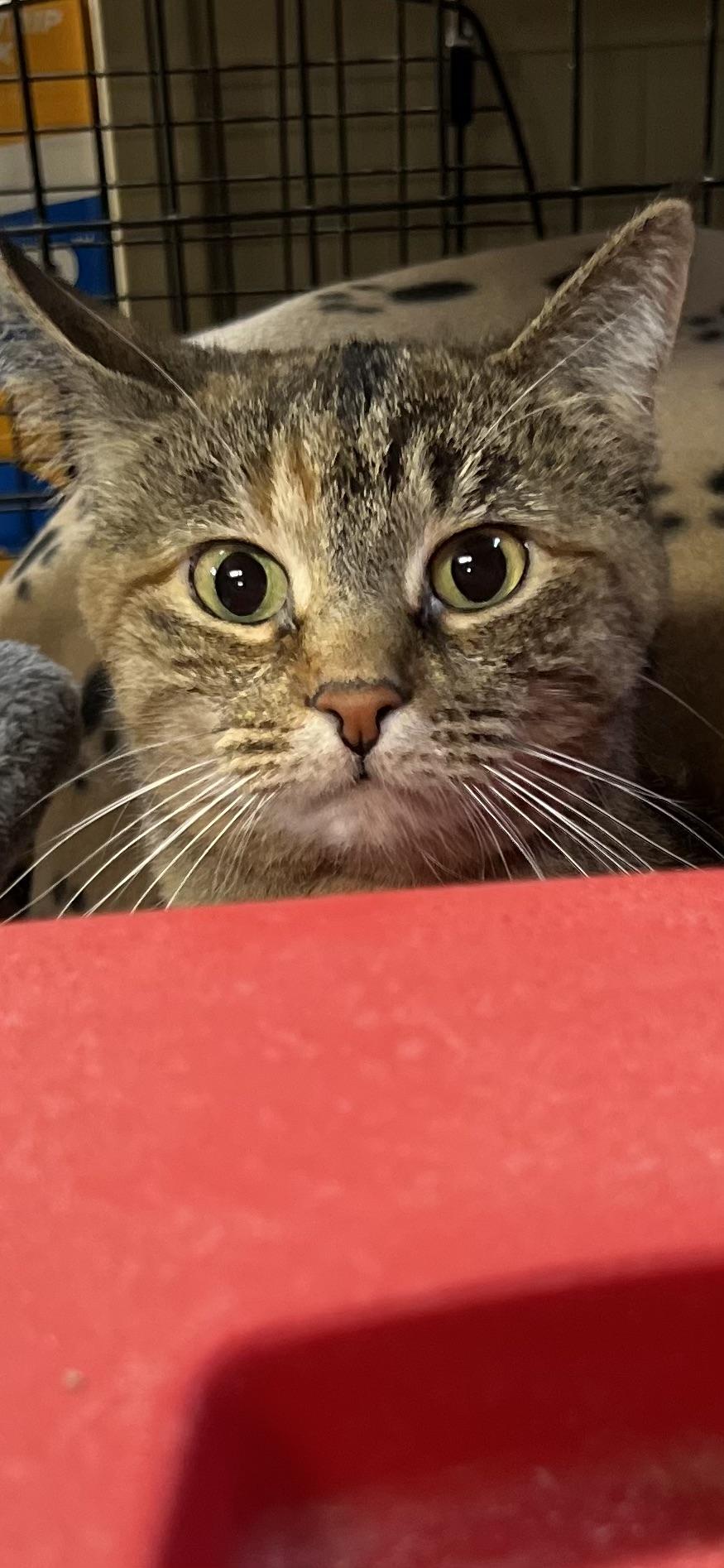 Enlarge Yuna, a ADOPTABLE Domestic Short Hair in Holland, MI image 3/3