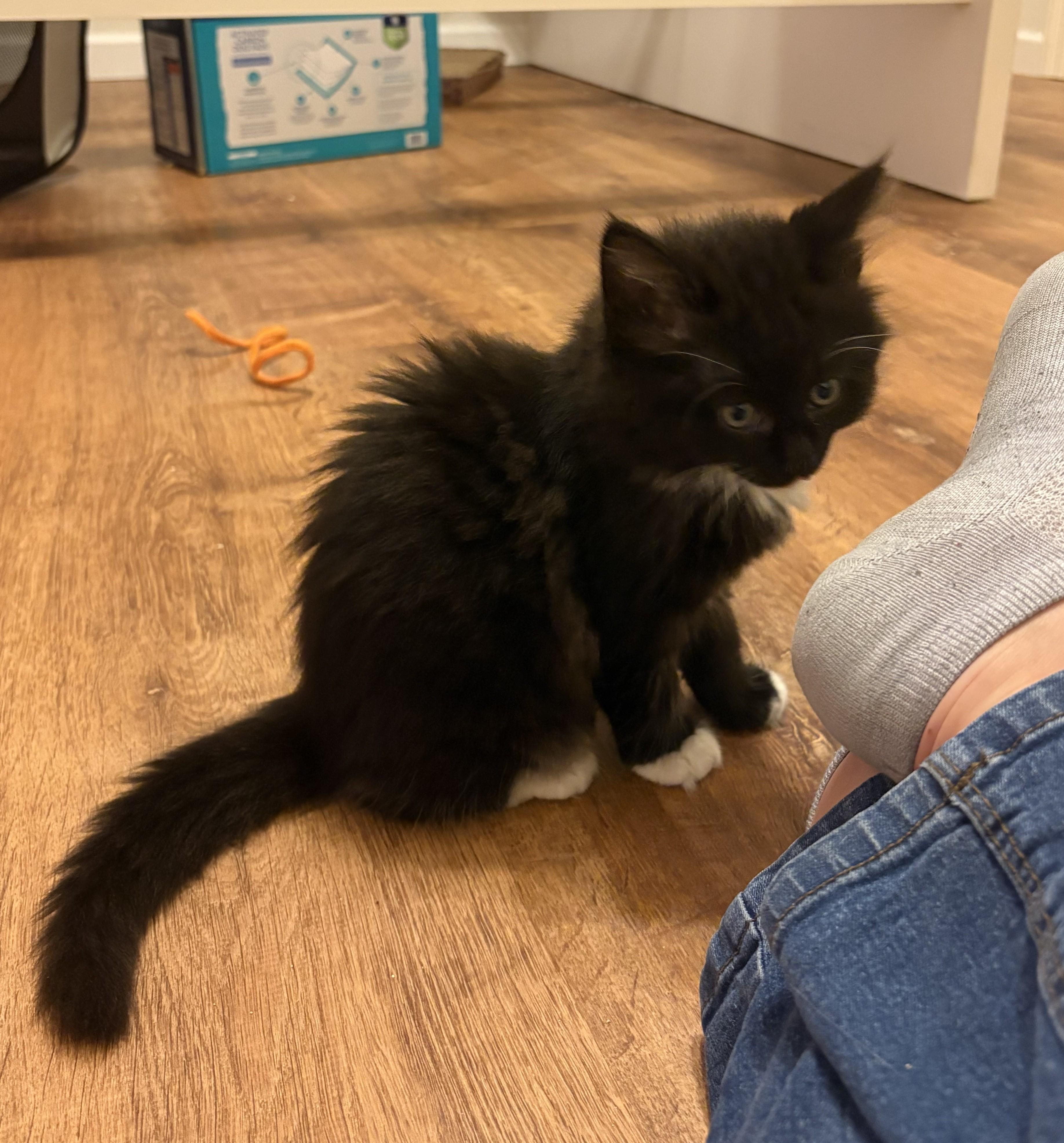 Enlarge Ahsoka, an adopted mixed breed in Fort Worth, TX image 5/5