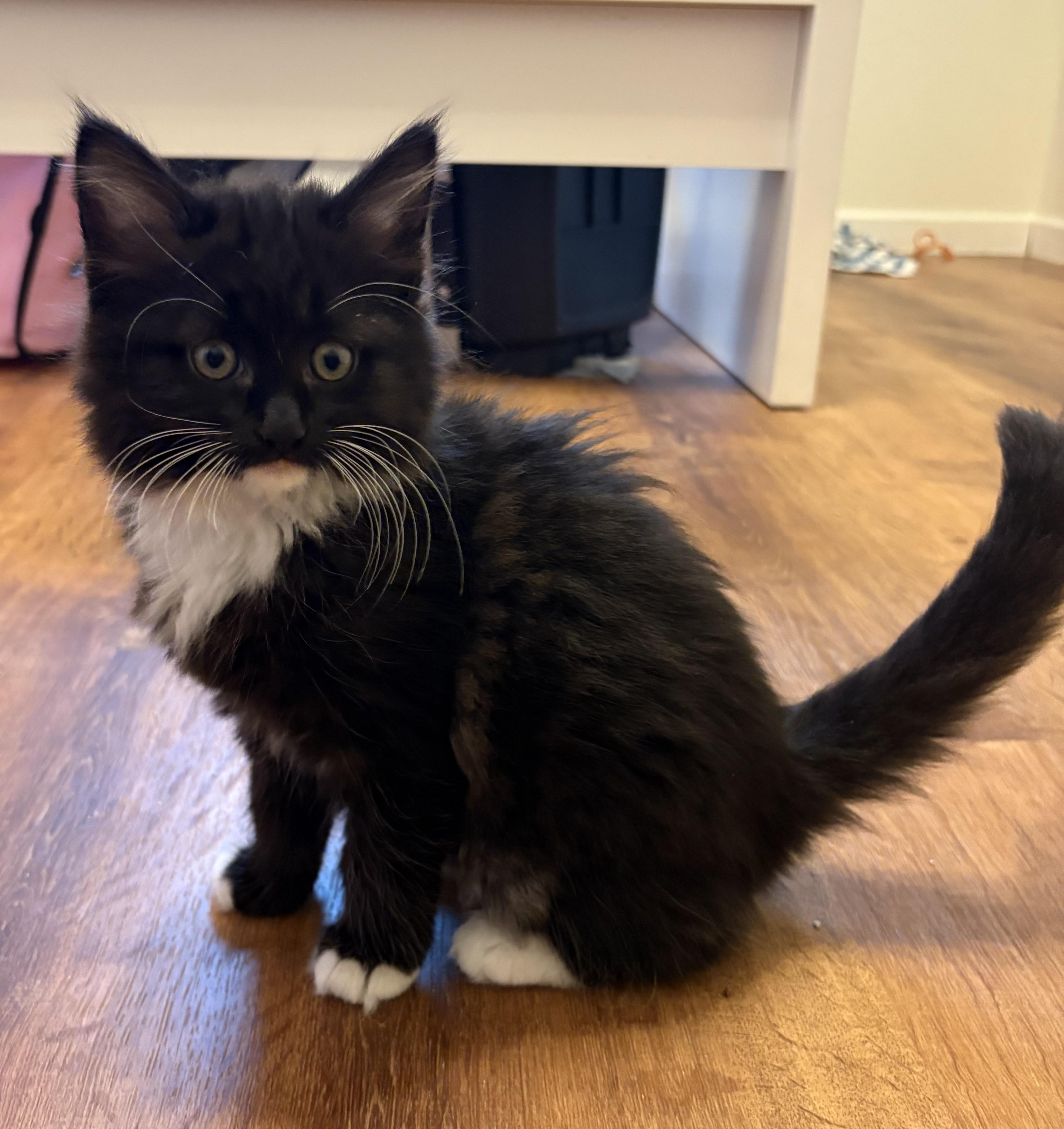 Enlarge Ahsoka, an adopted mixed breed in Fort Worth, TX image 3/5