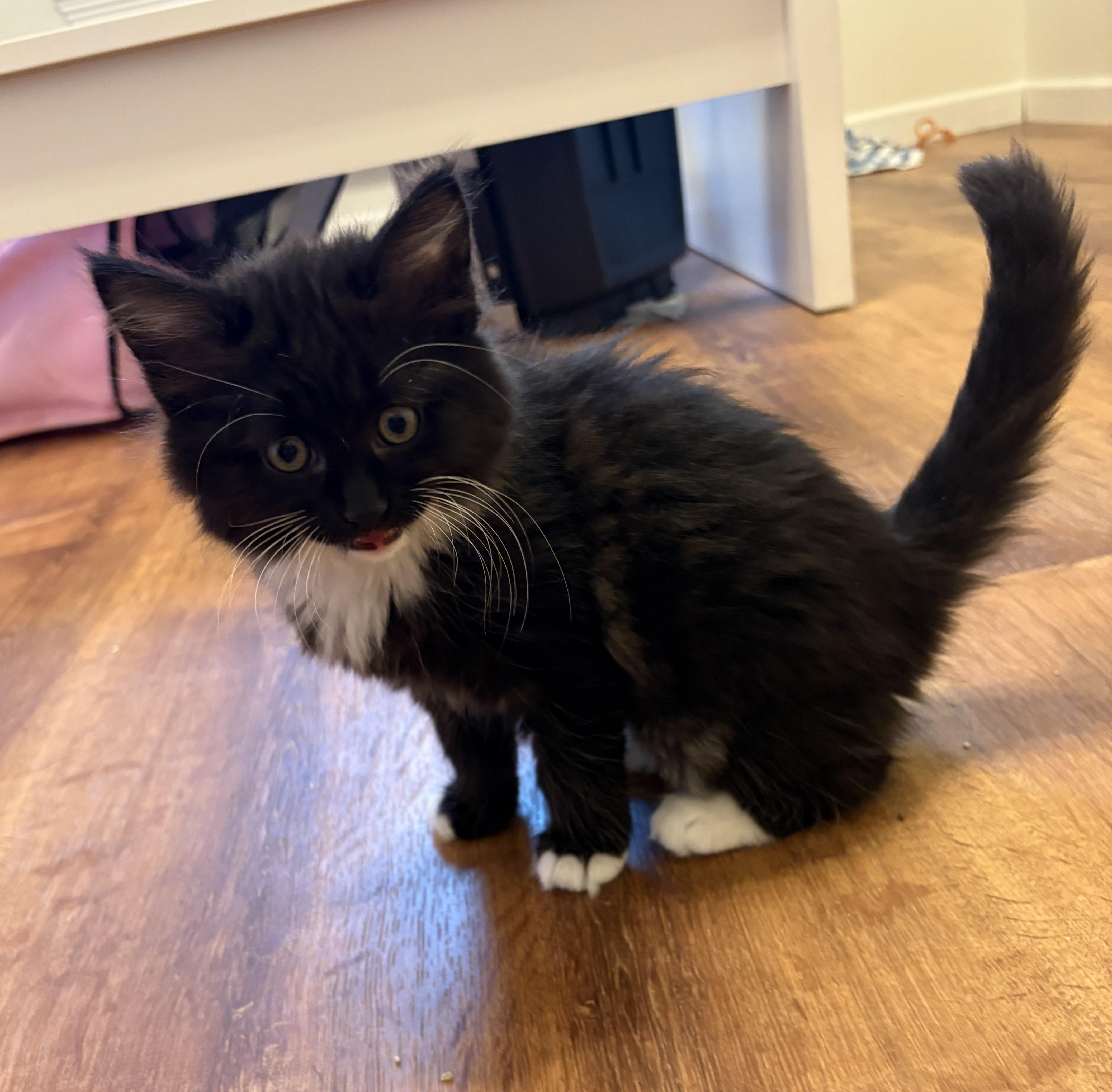 Enlarge Ahsoka, an adopted mixed breed in Fort Worth, TX image 4/5